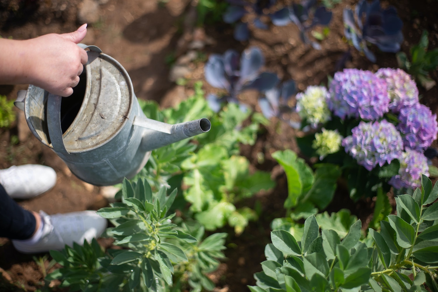 Kamerplanten bewatering