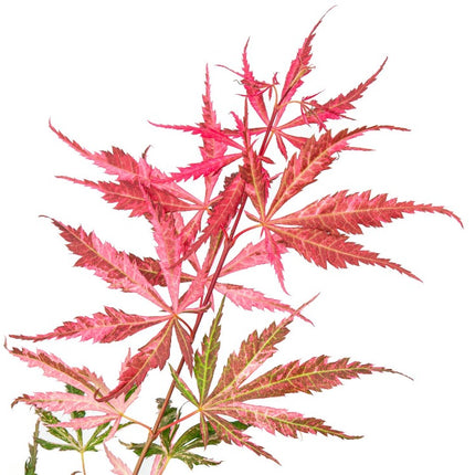 Producten Japanse Esdoorn Acer Palmatum Extravaganza blad rood