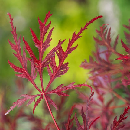 Japanse Esdoorn Acer Palmatum Garnet blad