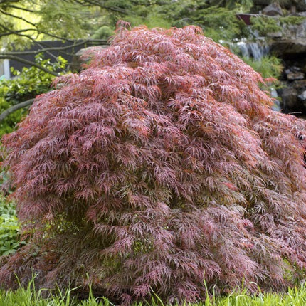 Japanse Esdoorn Acer Palmatum Garnet in bloei