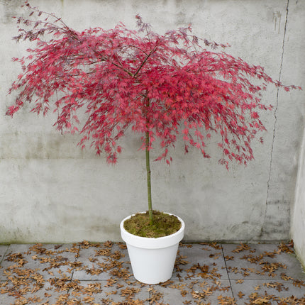 Japanse Esdoorn Acer Palmatum Garnet boompje