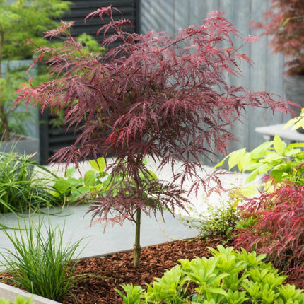 Japanse Esdoorn Acer Palmatum Garnet boompje in tuin