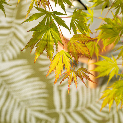 Japanse Esdoorn - Acer Palmatum Orange Lace hoogte 10cm potmaat 10cm