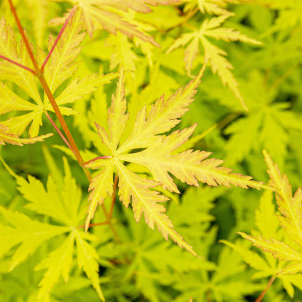 Japanse Esdoorn - Acer Palmatum Orange Lace hoogte 10cm potmaat 10cm