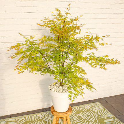 Japanse Esdoorn - Acer Palmatum Orange Lace hoogte 10cm potmaat 10cm