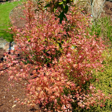 Japanse Esdoorn Acer palmatum Wilson's Pink Dwarf plant in bloei