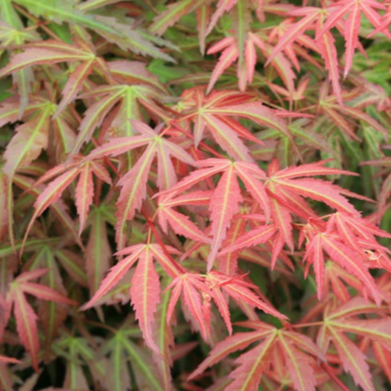 Japanse Esdoorn Acer palmatum Wilson's Pink Dwarf bladeren