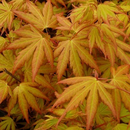 Japanse Esdoorn Acer Palm Orange Dream blad