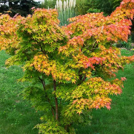 Japanse Esdoorn - Acer Palmatum Orange Dream hoogte 30cm potmaat 15cm