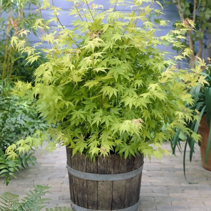 Japanse Esdoorn Acer Palm Orange Dream plant in tuin