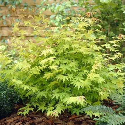 Japanse Esdoorn - Acer Palmatum Orange Dream hoogte 30cm potmaat 15cm