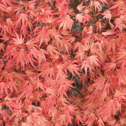 Japanse Esdoorn Acer palmatum Wilson's Pink Dwarf bladeren