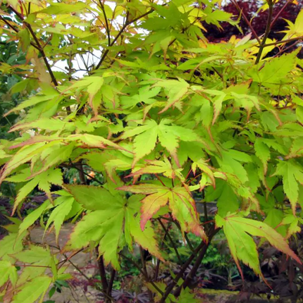 Japanse Esdoorn Acer Palm Anne Irene - bladeren