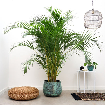 Goudpalm - Dypsis Lutescens XXL hoogte 240cm potmaat 48cm