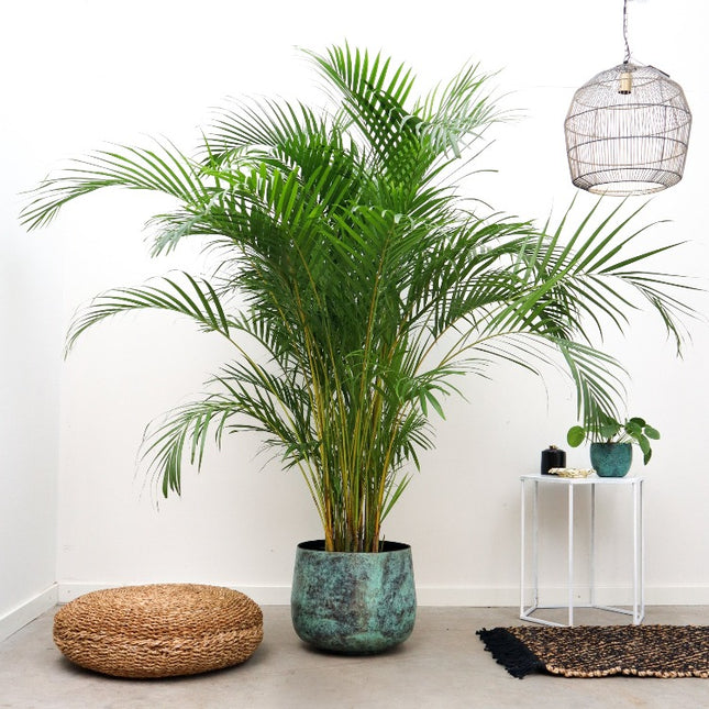 Goudpalm - Dypsis Lutescens XXL hoogte 240cm potmaat 48cm