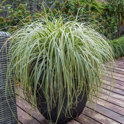 Zegge - Carex Feather Falls plant in pot