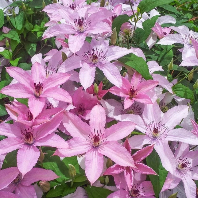 bosrank clematis hagley hybrid bloemen