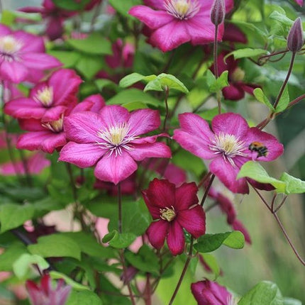 bosrank clematis ville de lyon - struik