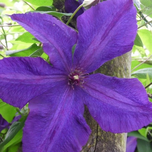 Set van 4 Bosrank - Clematis Viticella 'Polish Spirit' hoogte 65cm potmaat 15cm