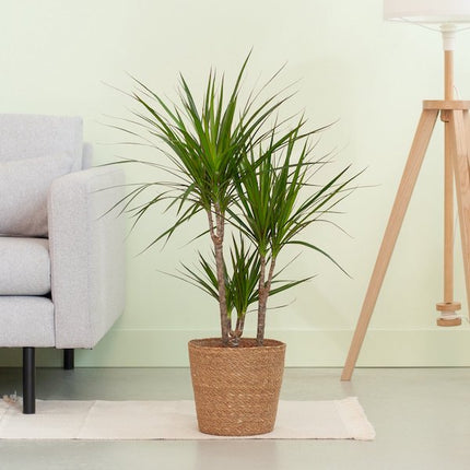 Drakenbloedboom - Dracaena Marginata in mand hoogte 70cm potmaat 17cm