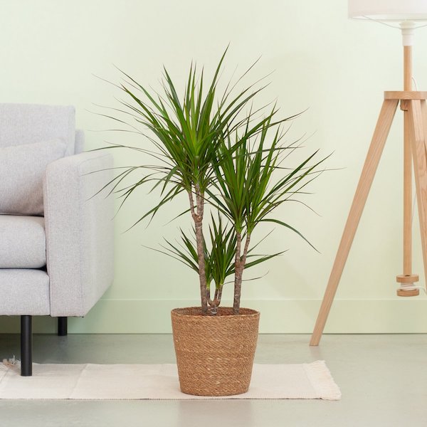 Drakenbloedboom - Dracaena Marginata in mand hoogte 70cm potmaat 17cm