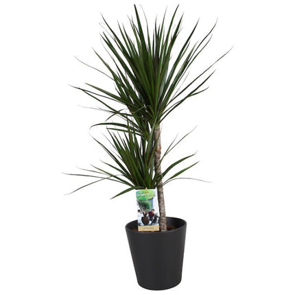 Drakenbloedboom - Dracaena Marginata in keramieke pot div. kleuren hoogte 70cm potmaat 17cm