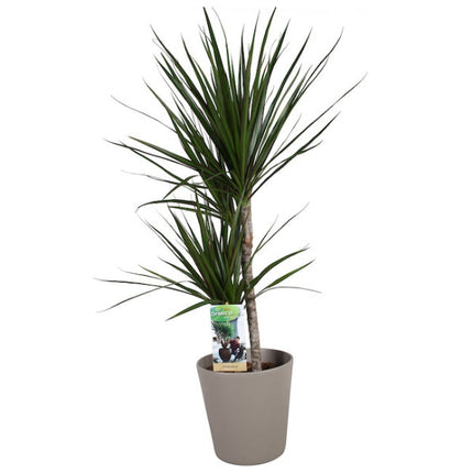 Drakenbloedboom - Dracaena Marginata in keramieke pot div. kleuren hoogte 70cm potmaat 17cm