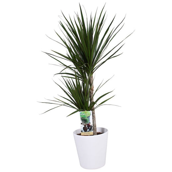 Drakenbloedboom - Dracaena Marginata in keramieke pot div. kleuren hoogte 70cm potmaat 17cm