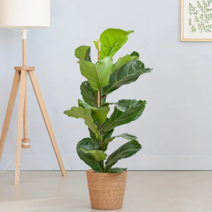 Tabaksplant - Ficus Lyrata in mand hoogte 100cm potmaat 21cm