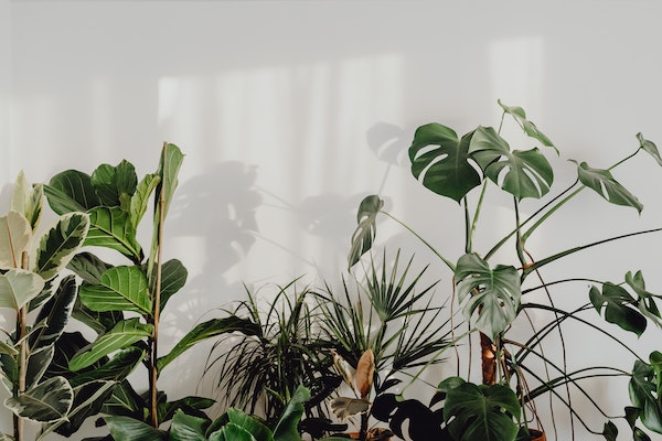 Kamerplanten in kamer