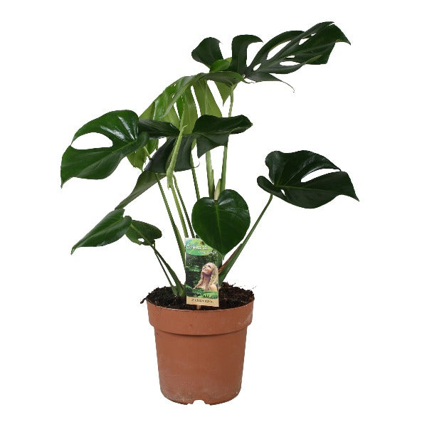 Gatenplant - Monstera Deliciosa in kweekpot hoogte 70cm potmaat 21cm