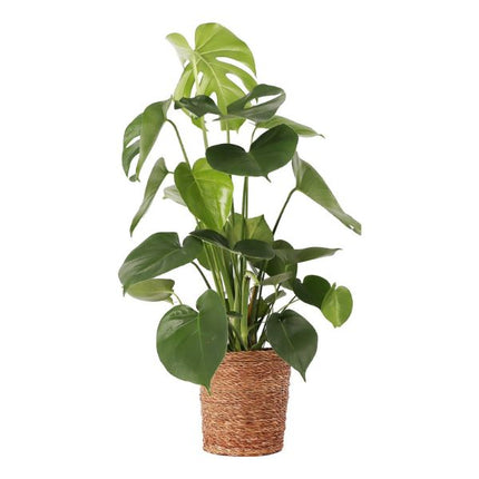 Gatenplant - Monstera Deliciosa incl mand Igmar hoogte 80cm potmaat 21cm