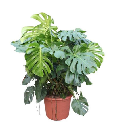 Gatenplant - Monstera Deliciosa XXXL in kweekpot hoogte 130cm potmaat 55cm