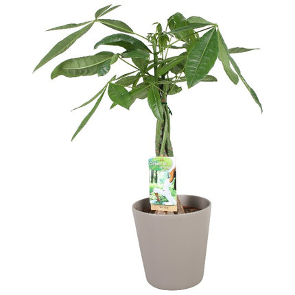 Geldboom - Pachira Aquatica in taupe pot hoogte 60cm potmaat 17cm