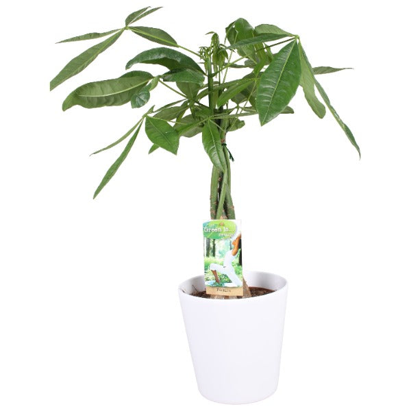 Geldboom - Pachira Aquatica in witte pot hoogte 60cm potmaat 17cm