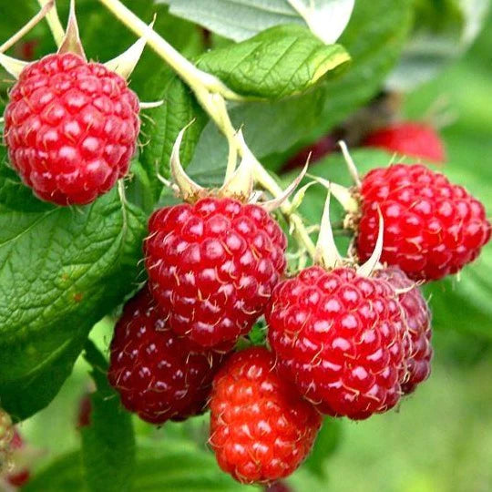 Fruistruik Rubus Malling Promise framboos