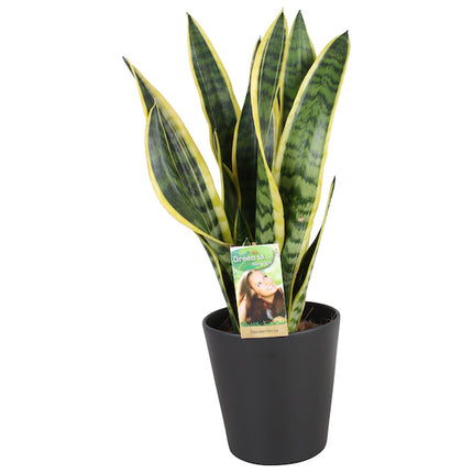 Vrouwentong - Sansevieria Laurentii in antraciete pot hoogte 65cm potmaat 17cm