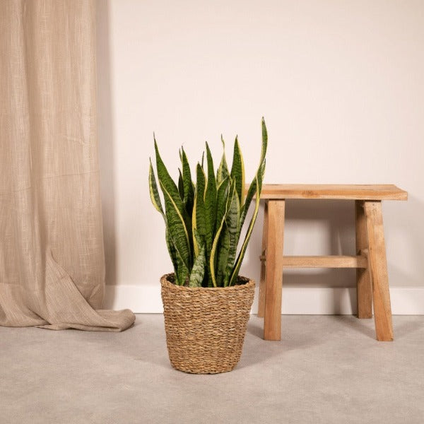 Vrouwentong - Sansevieria Laurentii in mand hoogte 65cm potmaat 17cm