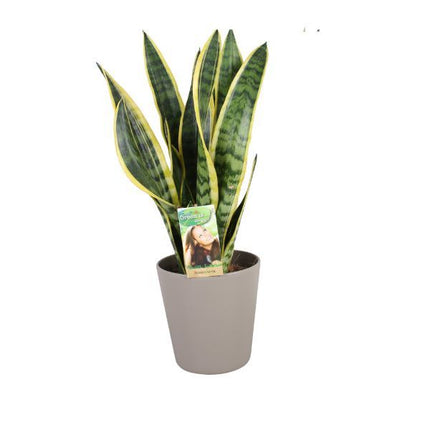 Vrouwentong - Sansevieria Laurentii in taupe pot hoogte 65cm potmaat 17cm