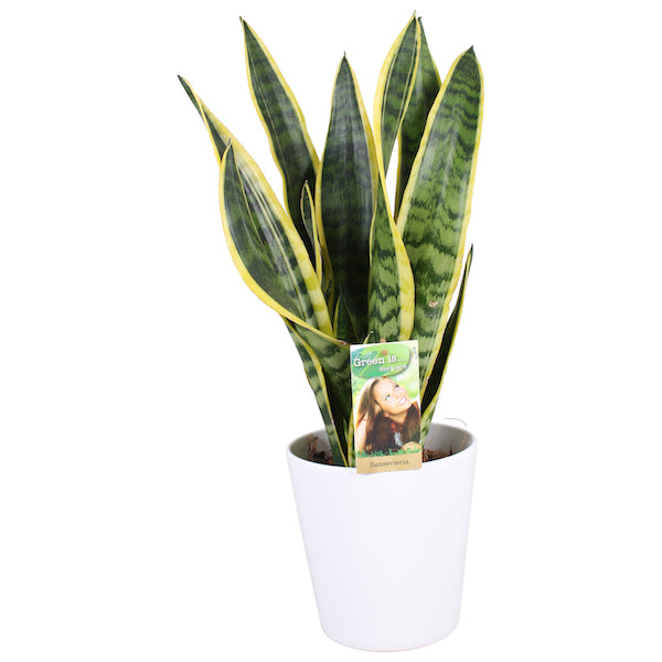 Vrouwentong - Sansevieria Laurentii in witte pot hoogte 65cm potmaat 17cm