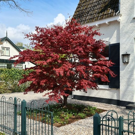 Japanse Esdoorn Acer Palmatum Atropurpureum boom