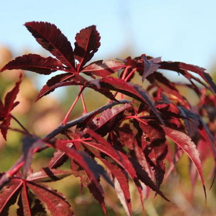 Japanse Esdoorn - Acer Palmatum Atropurpureum hoogte 20cm potmaat 13cm