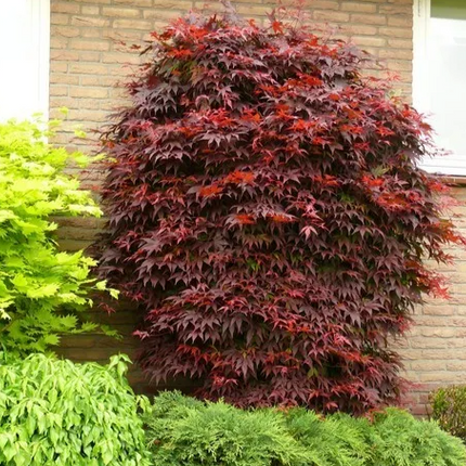 Japanse Esdoorn Acer Palmatum Atropurpureum groot in bloei