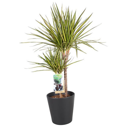 Drakenbloedboom - Dracaena Sunray in antraciet pot hoogte 70cm potmaat 17cm