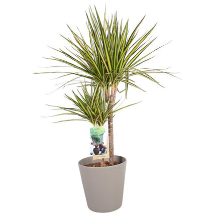 Drakenbloedboom - Dracaena Sunray in taupe pot hoogte 70cm potmaat 17cm