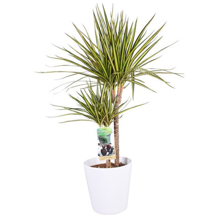 Drakenbloedboom - Dracaena Sunray in witte pothoogte 70cm potmaat 17cm