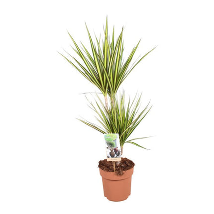 Drakenbloedboom - Dracaena Sunray in kweekpot hoogte 70cm potmaat 17cm