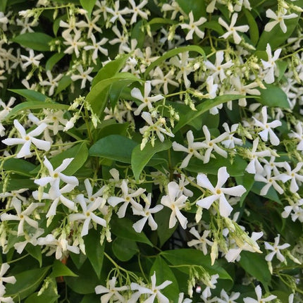 Toscaanse Jasmijn Trachelospermum bloemetjes