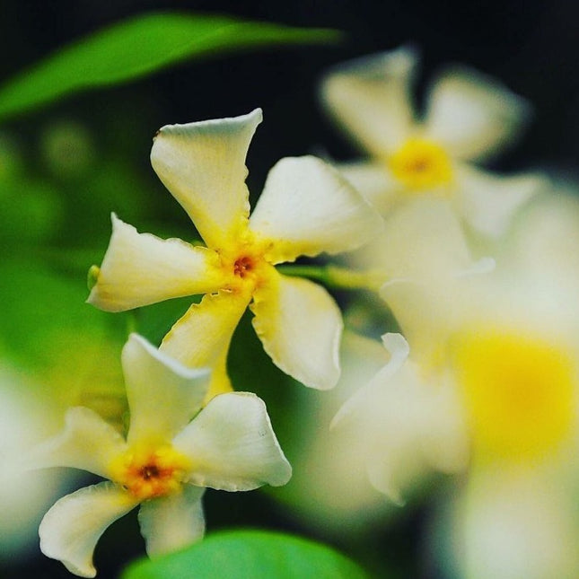 Toscaanse Jasmijn - Trachelospermum Jasminoides Geel hoogte 65cm potmaat 15cm