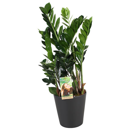 ZZ-Plant - Zamioculcas Zamiifolia Emerald Palm in antraciete pot hoogte 70cm potmaat 17cm